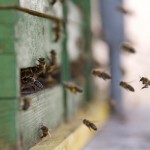 Links: Enhancing community engagement bee hive